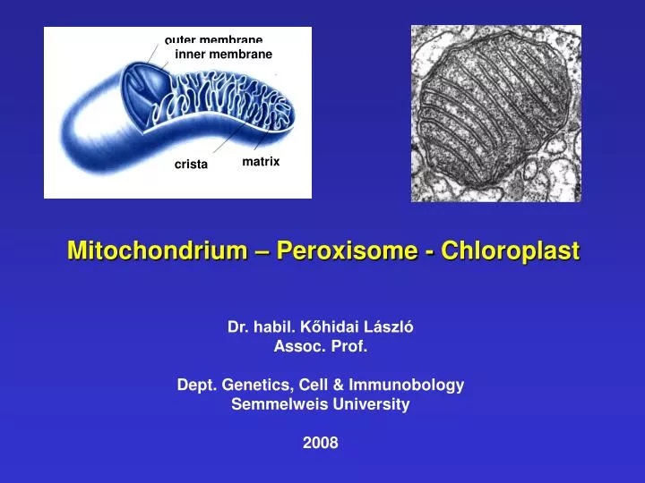 mitochondrium peroxisome chloroplast