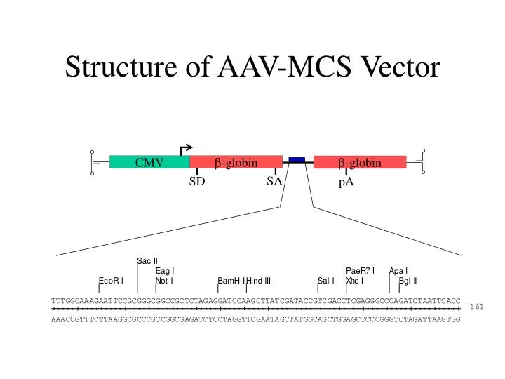 structure of aav mcs vector