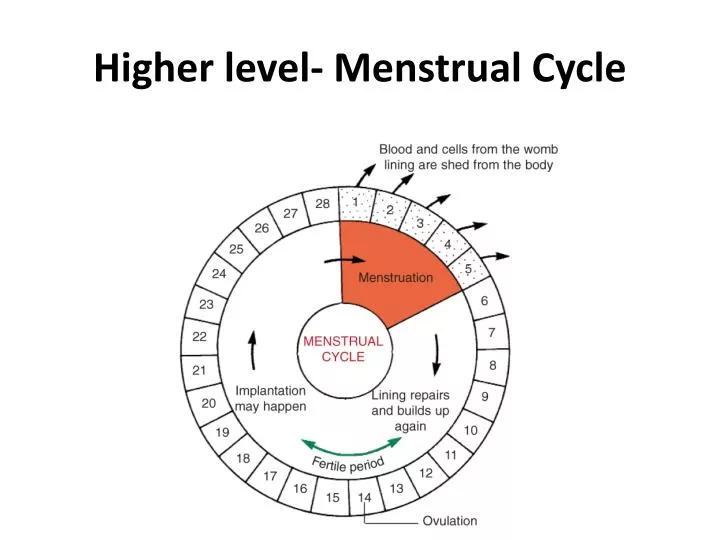higher level menstrual cycle
