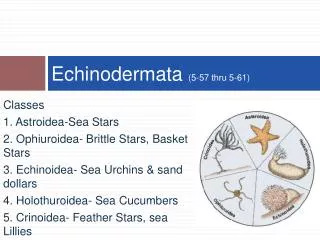 Echinodermata (5-57 thru 5-61)