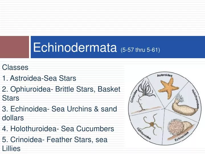 echinodermata 5 57 thru 5 61