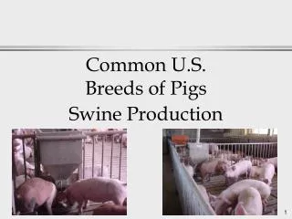 Common U.S. Breeds of Pigs Swine Production