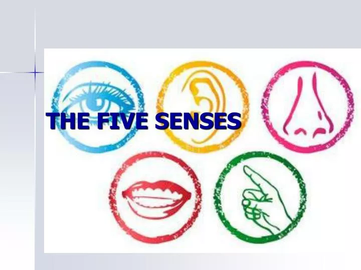 the five senses