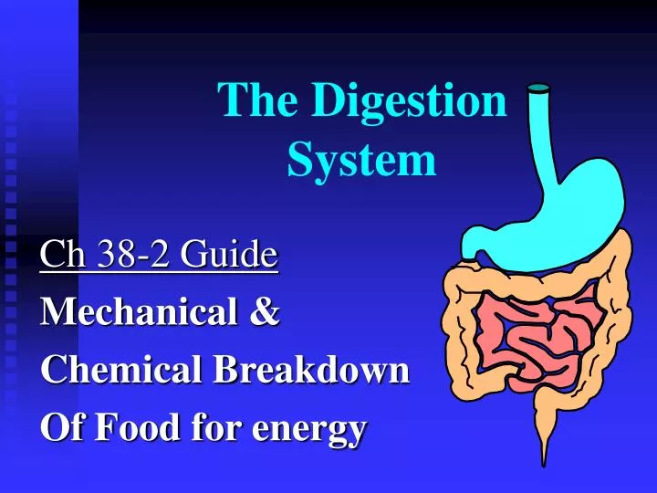 the digestion system