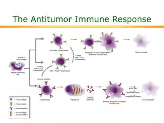 The Antitumor Immune Response