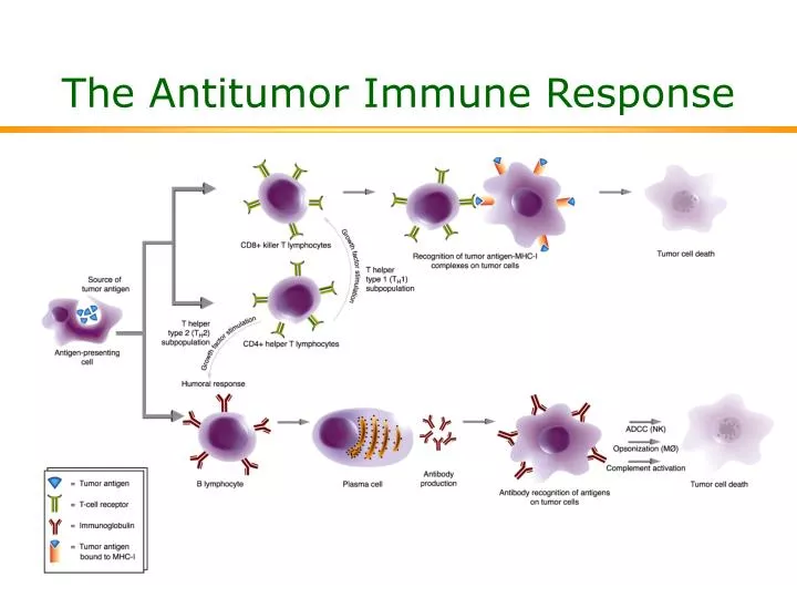 the antitumor immune response
