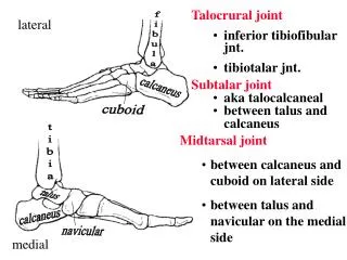 Midtarsal joint between calcaneus and cuboid on lateral side between talus and navicular on the medial side