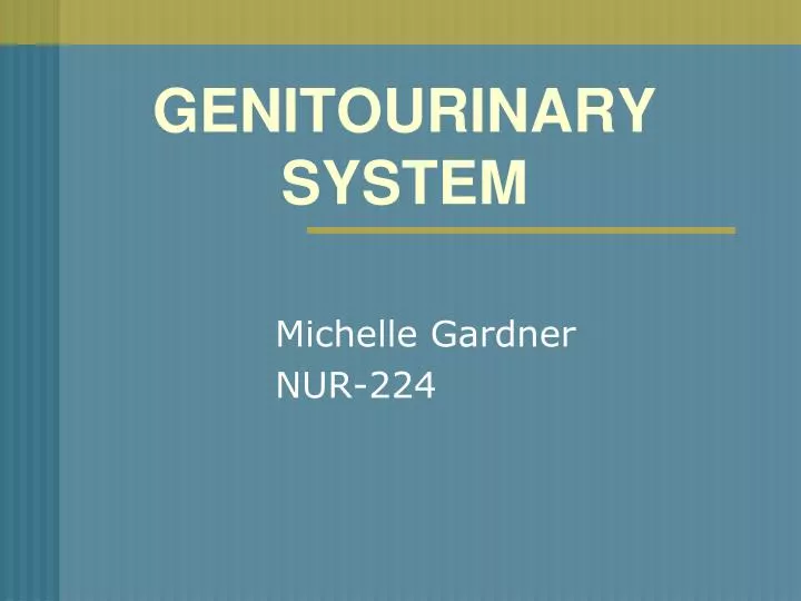 genitourinary system