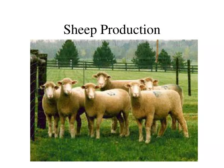 sheep production