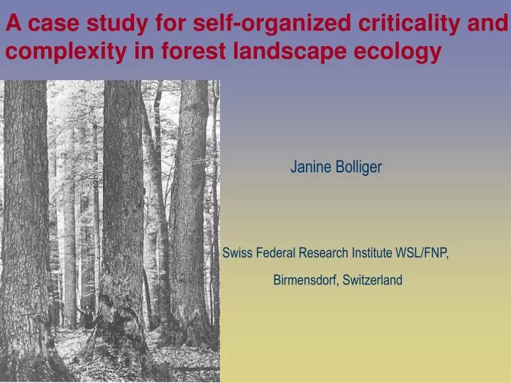 a case study for self organized criticality and complexity in forest landscape ecology