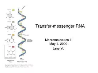 Transfer-messenger RNA