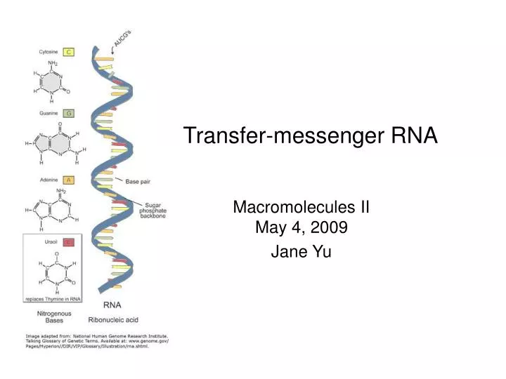 transfer messenger rna