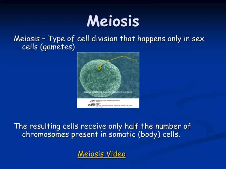 meiosis