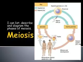 Meiosis