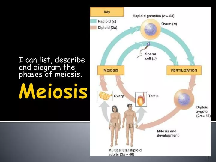 i can list describe and diagram the phases of meiosis