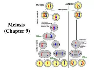 Meiosis (Chapter 9)