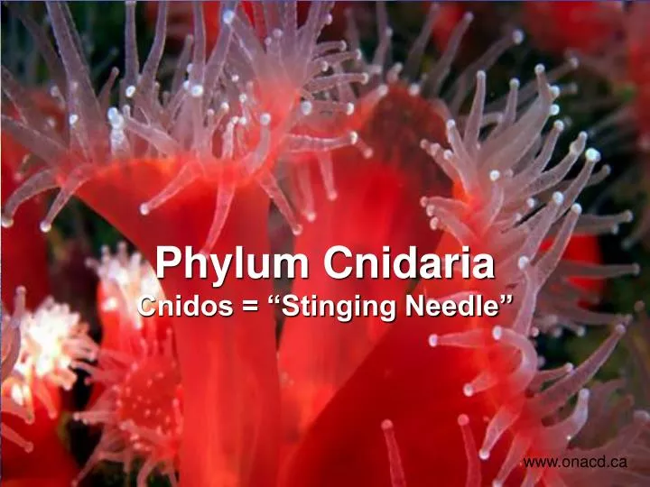 phylum cnidaria cnidos stinging needle