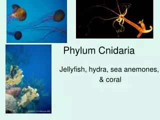 Phylum Cnidaria