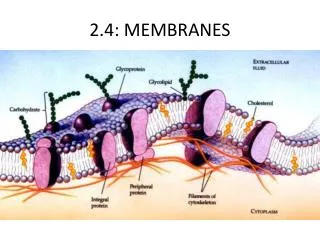 2.4: MEMBRANES