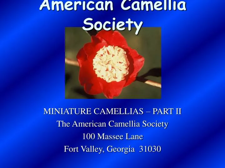 american camellia society
