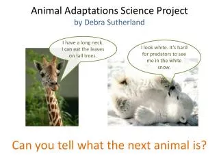 Animal Adaptations Science Project by Debra Sutherland