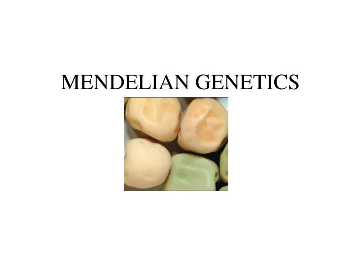 mendelian genetics