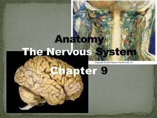 Anatomy The Nervous System