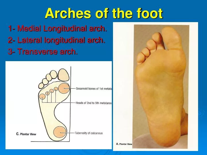 arches of the foot