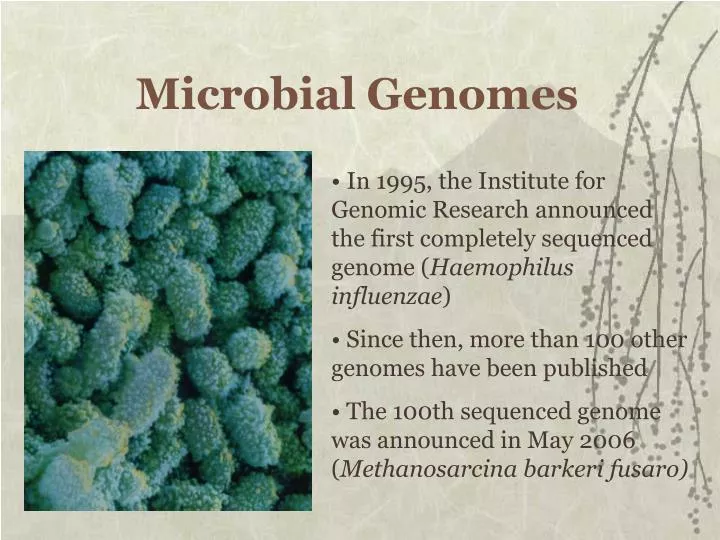 microbial genomes