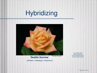 Hybridizing