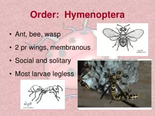 Order: Hymenoptera