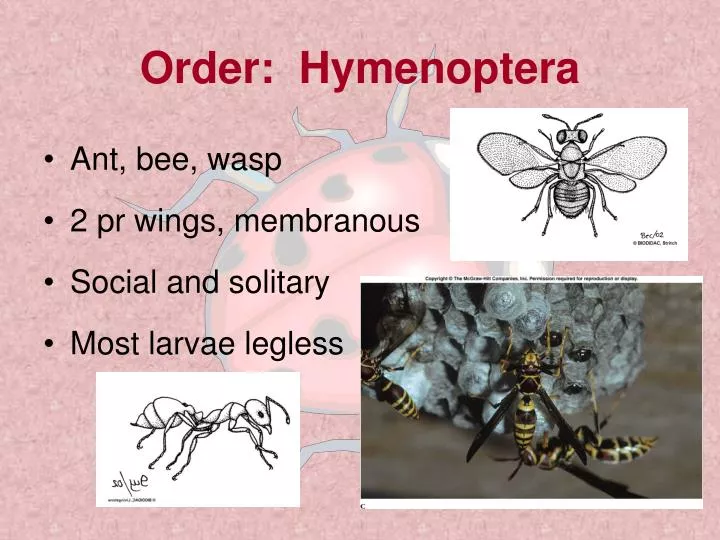 order hymenoptera
