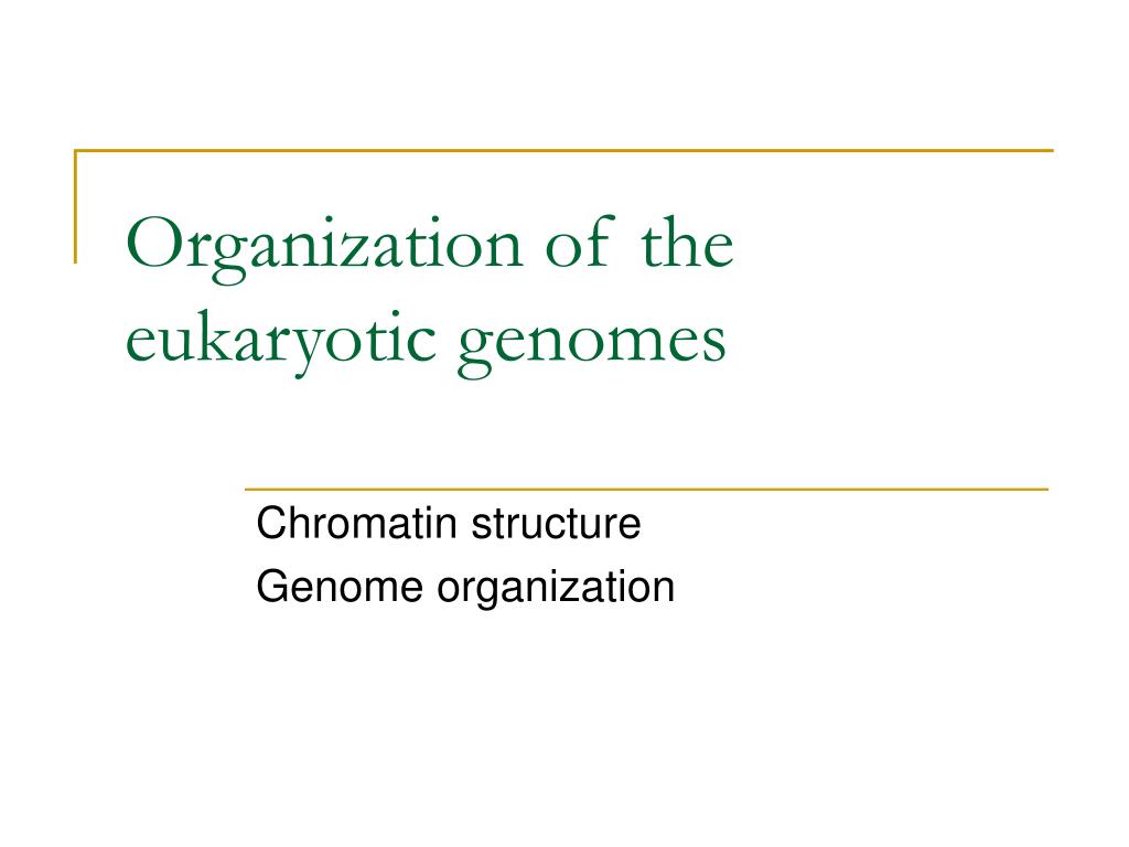 PPT - Organization of the eukaryotic genomes PowerPoint Presentation ...