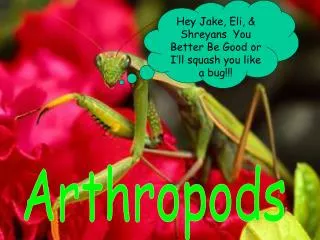 Arthropods