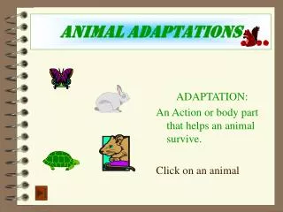 Animal Adaptations