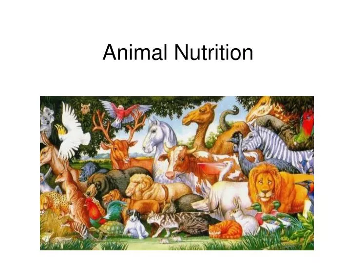 animal nutrition