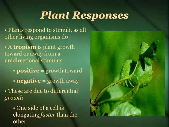 response to stimuli plants