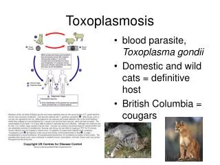 Toxoplasmosis