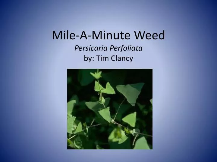 mile a minute weed persicaria perfoliata by tim clancy