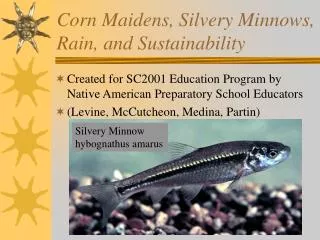 Corn Maidens, Silvery Minnows, Rain, and Sustainability