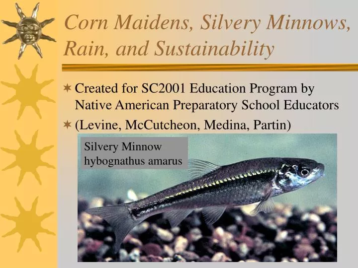 corn maidens silvery minnows rain and sustainability