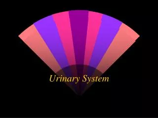 urinary system