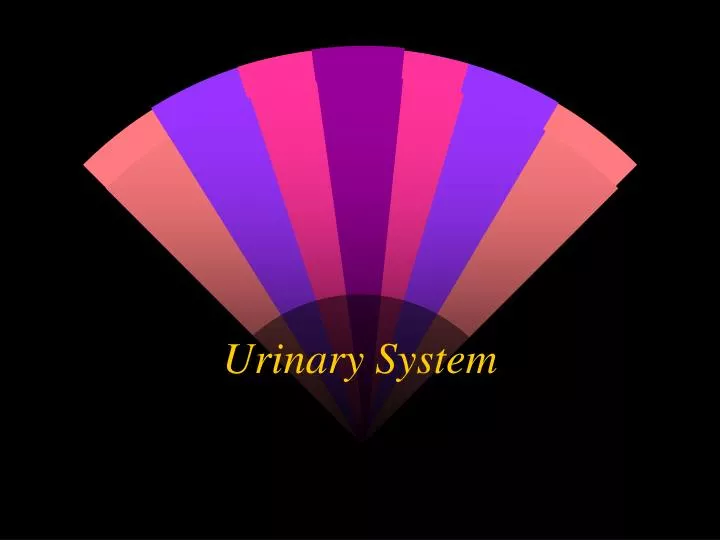 urinary system