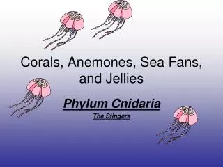 Corals, Anemones, Sea Fans, and Jellies