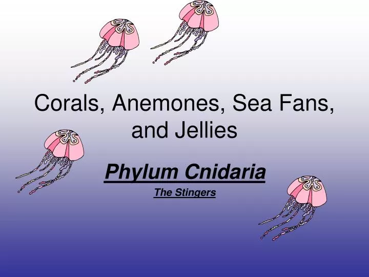 corals anemones sea fans and jellies