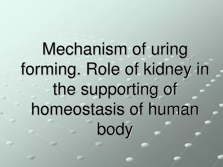 mechanism of uring forming role of kidney in the supporting of homeostasis of human body