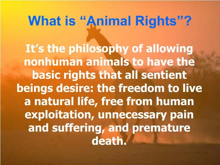 what is animal rights