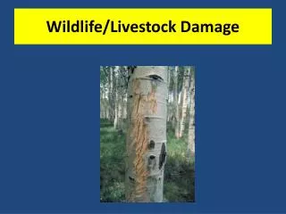 Wildlife/Livestock Damage
