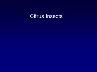 Citrus Insects