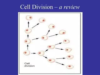 Cell Division â€“ a review